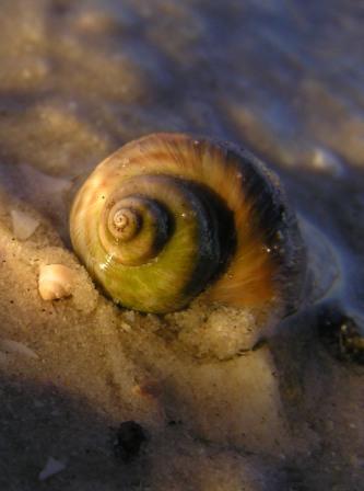 Fragile air breather Salinator fragilis in the evening sun at Pipeclay Lagoon Tasmania, Australia